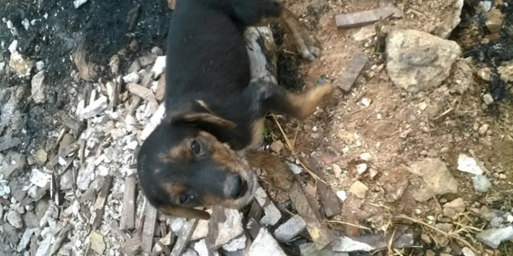 Imagem ilustrativa da imagem Cães são abandonados no meio da rua e um morre queimado