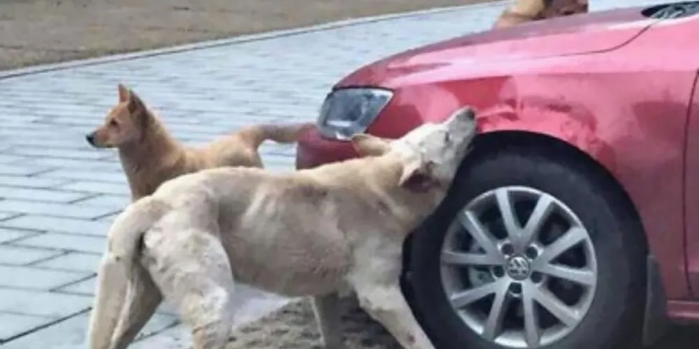 Imagem ilustrativa da imagem Cachorro chutado por motorista volta com outros cães para se vingar