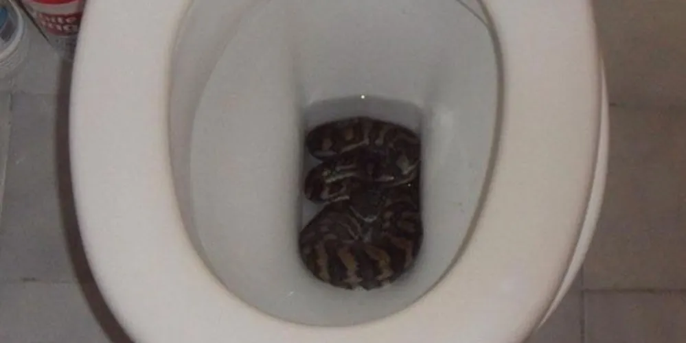 Imagem ilustrativa da imagem Cobra é encontrada dentro de vaso sanitário na Austrália