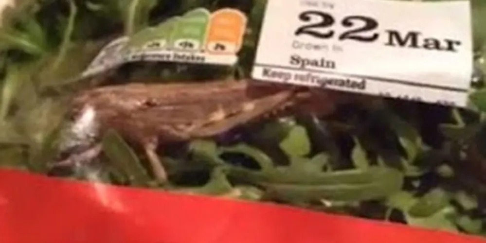Imagem ilustrativa da imagem Inglês encontra gafanhoto vivo em embalagem de salada