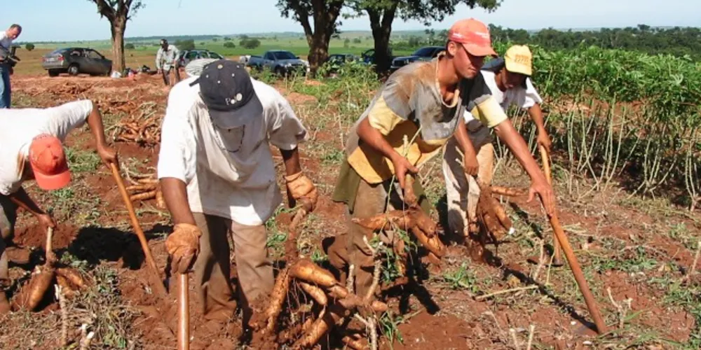 Imagem ilustrativa da imagem Agricultura pede apoio para auxiliar produtores de mandioca