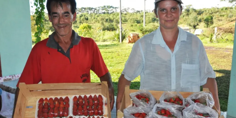 Imagem ilustrativa da imagem Agricultora triplica produção de morangos orgânicos no Paraná