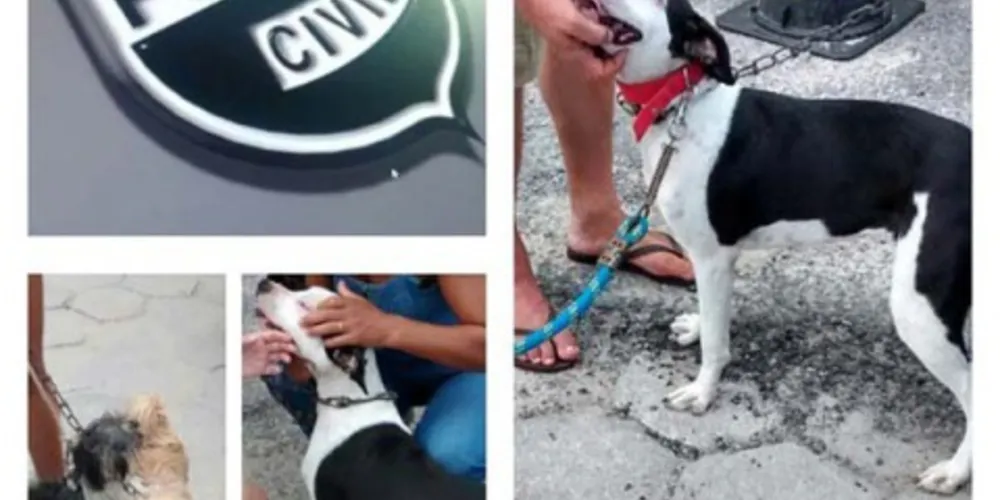 Imagem ilustrativa da imagem Polícia salva animais que eram maltratados e abusados