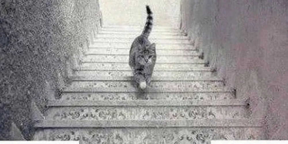 Imagem ilustrativa da imagem Nova polêmica: o gato desce ou sobe?