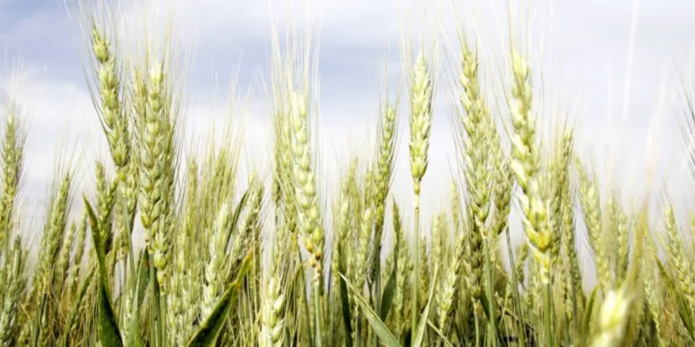 Imagem ilustrativa da imagem Preço dos fertilizantes preocupa produtores