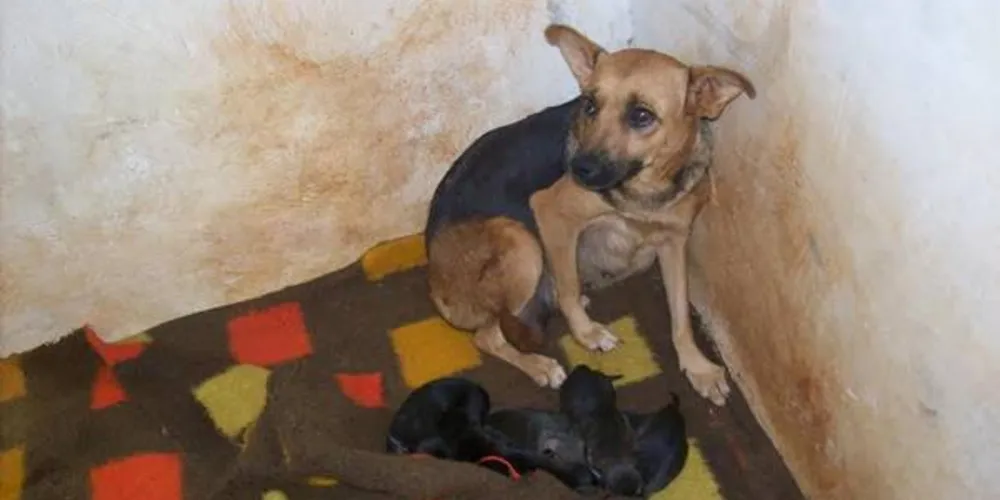 Imagem ilustrativa da imagem Fauna denuncia maus tratos em Centro de Atenção Animal da Prefeitura