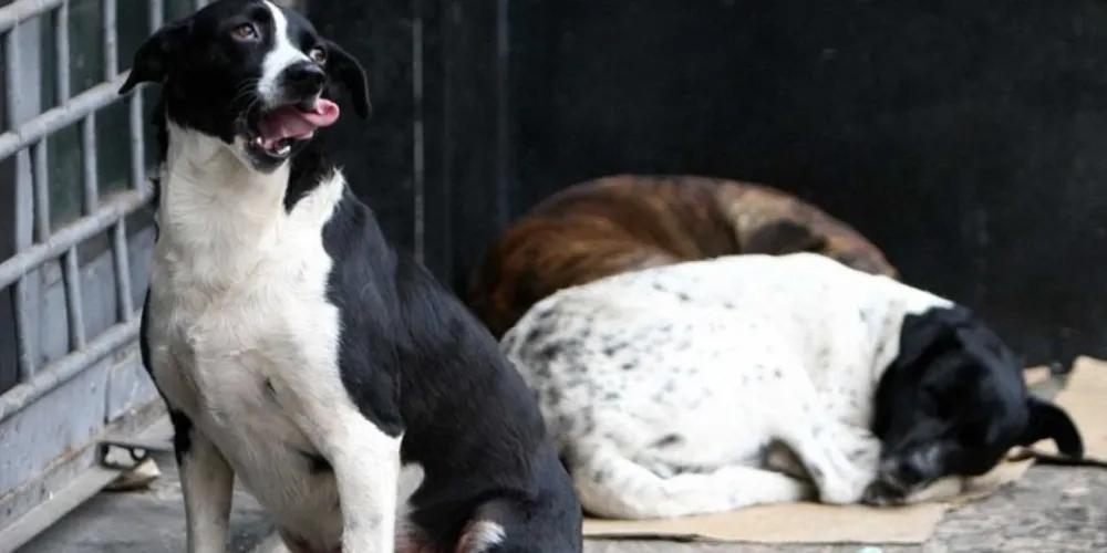 Imagem ilustrativa da imagem 'Desconto do cão' vai ao Legislativo de PG