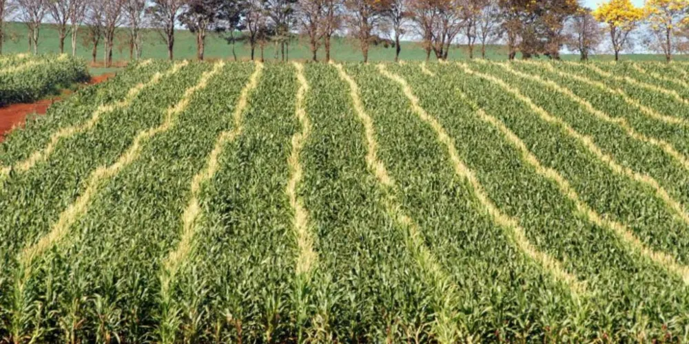 Imagem ilustrativa da imagem Clima colabora e Paraná pode colher nova safra recorde