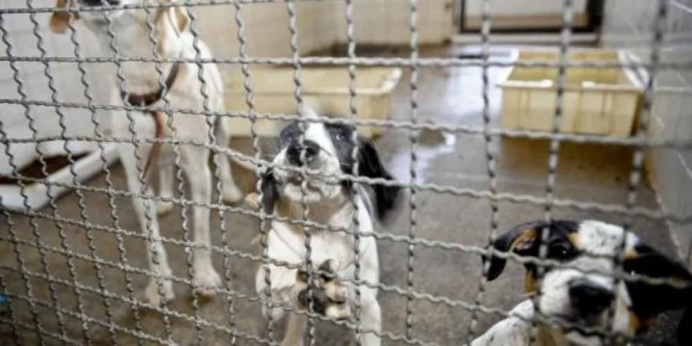 Imagem ilustrativa da imagem Câmara aprova projeto que criminaliza maus-tratos a cães e gatos