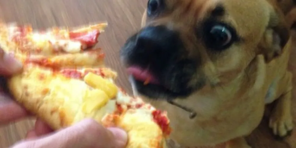 Imagem ilustrativa da imagem Cão vira hit ao ser flagrado com 'olhar vidrado' em pedaço de pizza