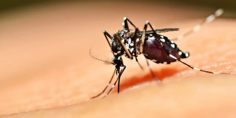 Imagem ilustrativa da imagem Castro orienta moradores sobre prevenção contra a dengue