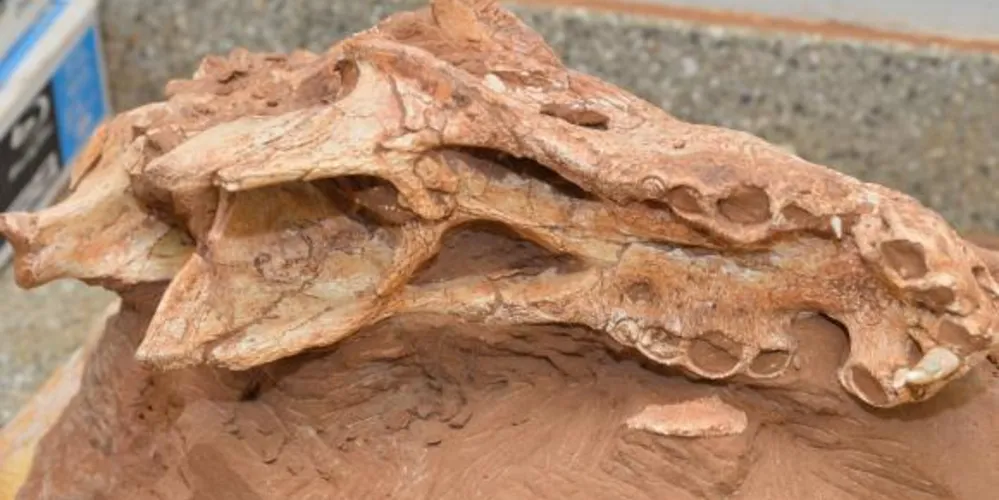 Imagem ilustrativa da imagem Pesquisadores estudam fóssil de dinossauro que viveu no Brasil