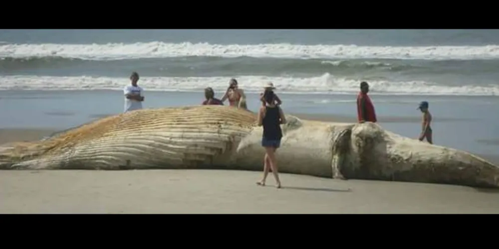 Imagem ilustrativa da imagem Baleia Jubarte aparece morta na praia de Matinhos