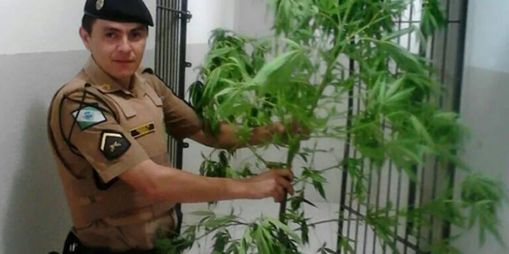 Imagem ilustrativa da imagem Mesmo preso, homem tenta mastigar folhas de maconha