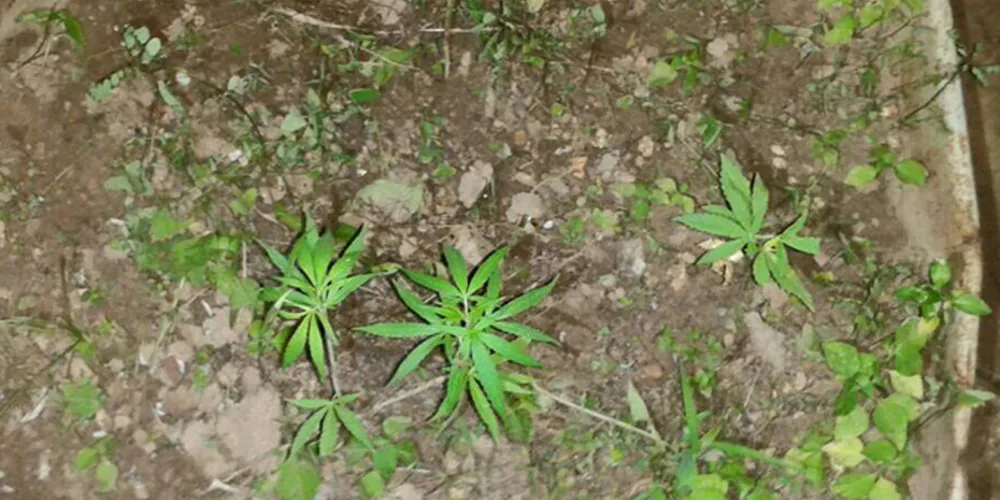 Imagem ilustrativa da imagem Rapaz agride a esposa e PM descobre plantação de maconha