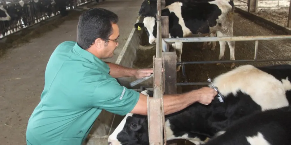 Imagem ilustrativa da imagem Paraná se prepara para a última vacinação contra febre aftosa