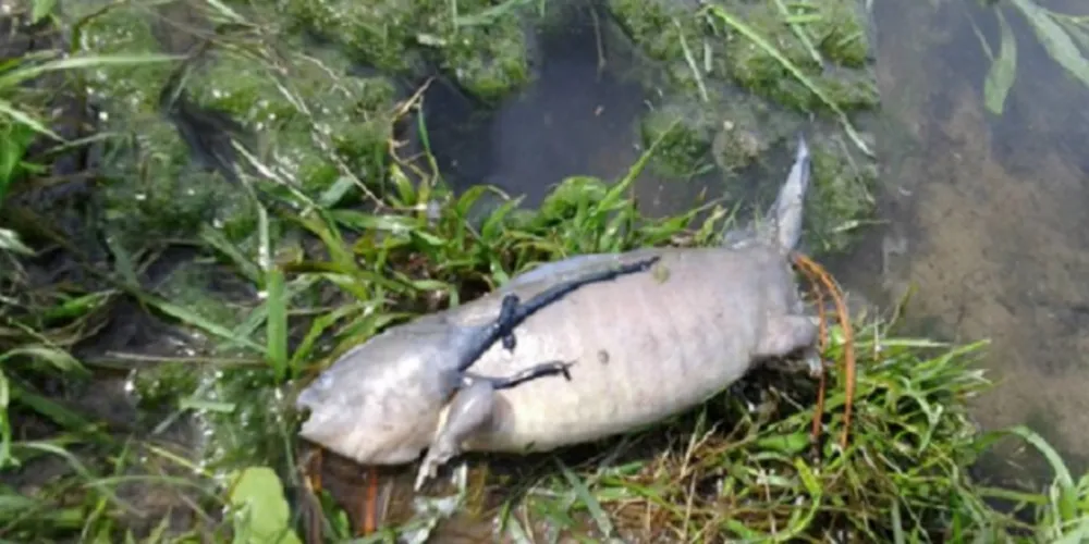 Imagem ilustrativa da imagem Foto de 'peixe com pés' intriga internautas nas redes sociais