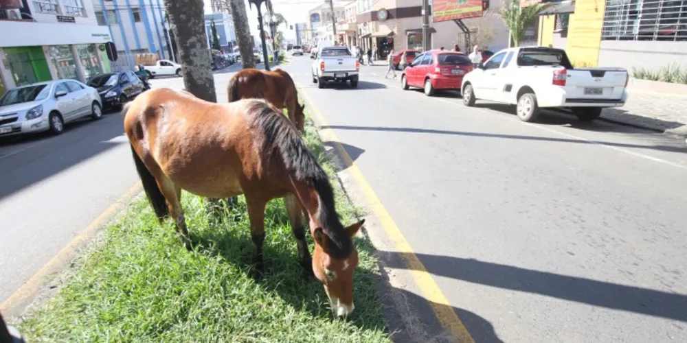 Imagem ilustrativa da imagem Motoqueiro é atropelado por tropa de cavalos em PG