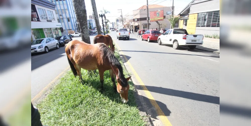 Imagem ilustrativa da imagem Motoqueiro é atropelado por tropa de cavalos em PG
