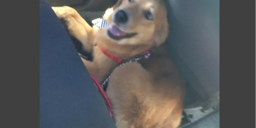 Imagem ilustrativa da imagem Internauta oferece recompensa por cachorro desaparecido