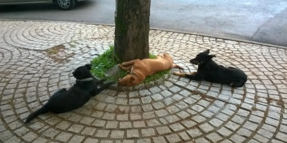 Imagem ilustrativa da imagem Internauta registra cachorros 'velando' amigo morto em PG