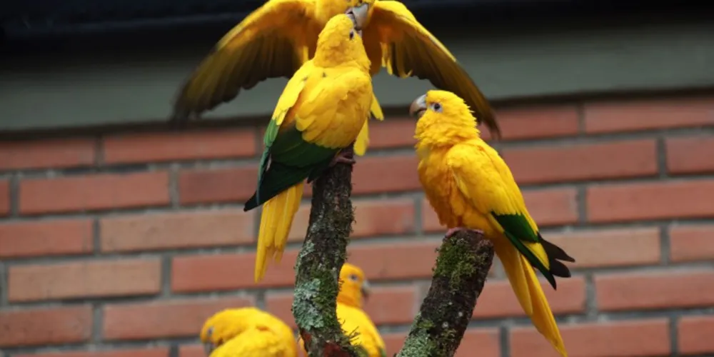 Imagem ilustrativa da imagem Arara levada de zoológico é encontrada em Curitiba