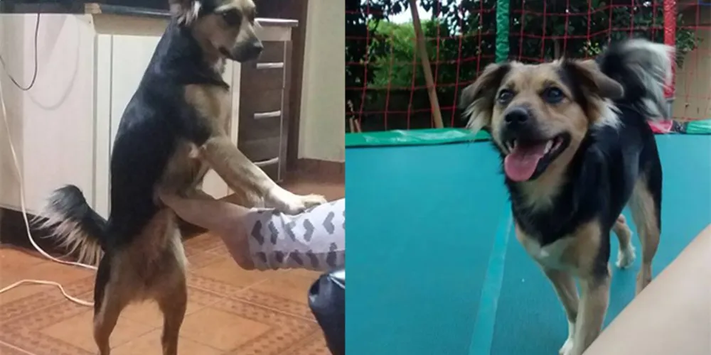 Imagem ilustrativa da imagem Internauta procura cachorra desaparecida em Oficinas