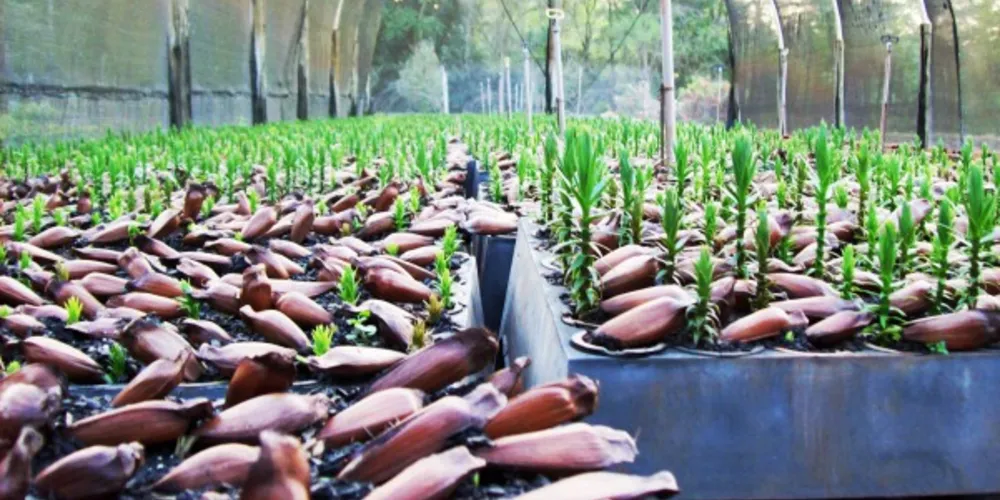 Imagem ilustrativa da imagem Uma tonelada de pinhão deve virar 110 mil mudas de araucária no PR