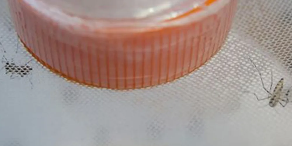 Imagem ilustrativa da imagem Ministério da Saúde confirma 16 casos de zika vírus no Brasil