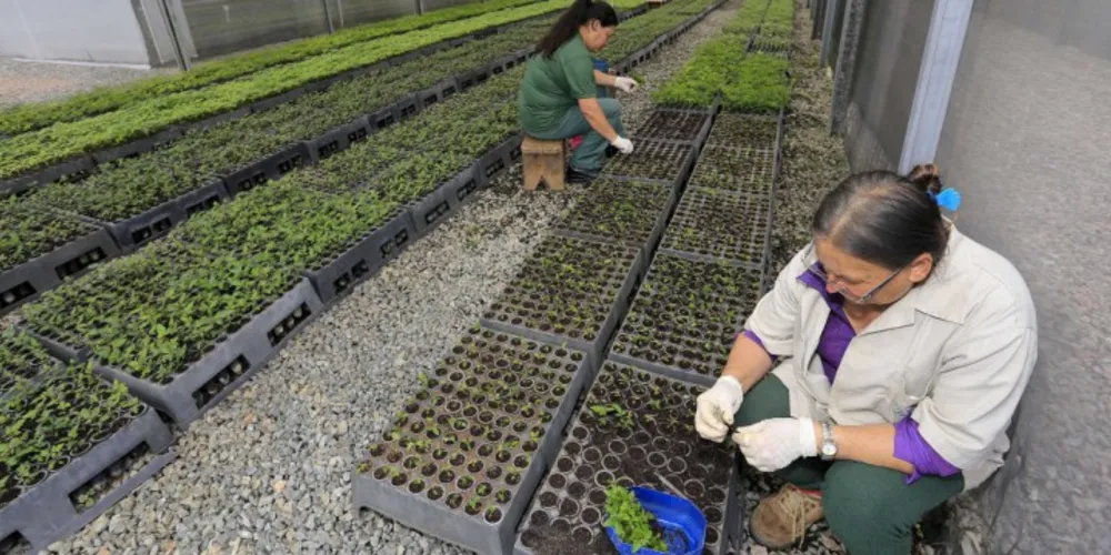 Imagem ilustrativa da imagem Paraná distribui 11 milhões de mudas florestais 