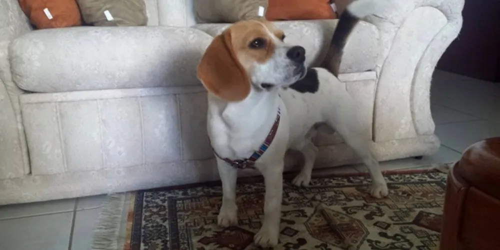 Imagem ilustrativa da imagem Internautas procuram dono de beagle perdido em PG