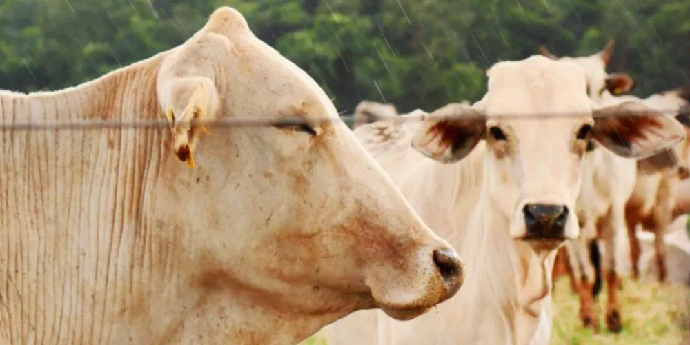 Imagem ilustrativa da imagem Prudentópolis recebe curso de inseminação artificial