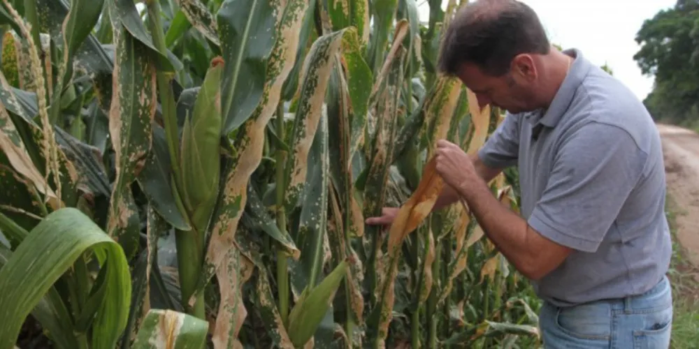 Imagem ilustrativa da imagem Produção agrícola da região em 2014 atinge R$ 6,427 bi