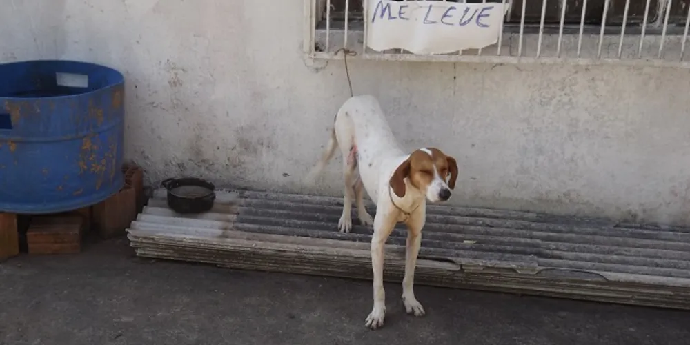 Imagem ilustrativa da imagem Cachorro é abandonado com placa 'irônica' e comove internautas