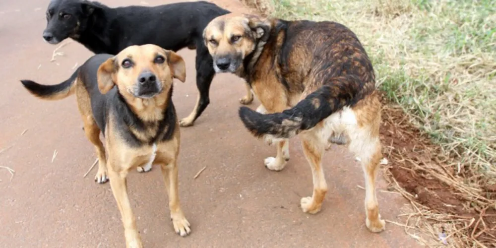 Imagem ilustrativa da imagem Programa municipal incentiva adoção de cães