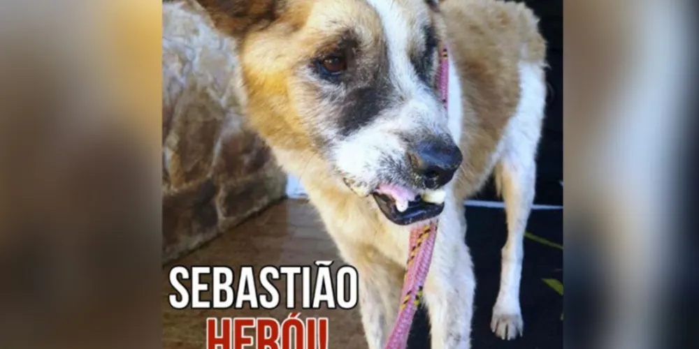 Imagem ilustrativa da imagem Cão é espancado após 'roubar' carne de churrasco