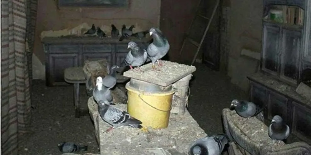 Imagem ilustrativa da imagem Homem é encontrado vivendo em condições deprimentes junto a 200 pombos