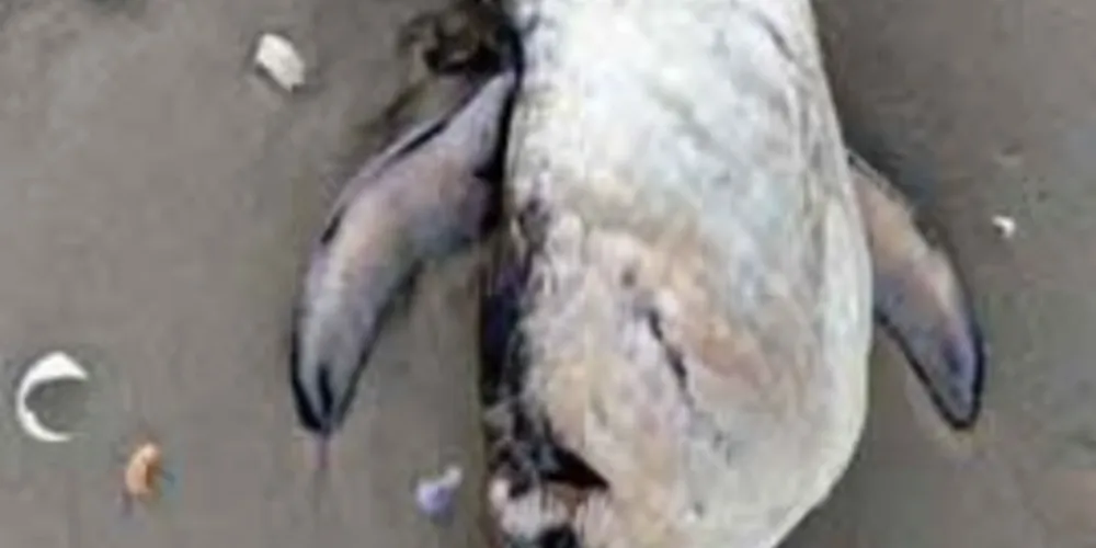 Imagem ilustrativa da imagem Turista flagra suposto pinguim morto em praia do Litoral do PR