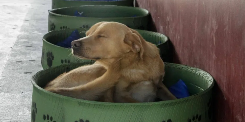 Imagem ilustrativa da imagem Animais que vivem no terminal de ônibus ganham "caminhas"
