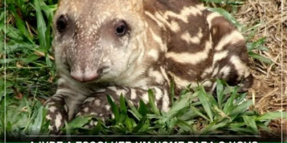 Imagem ilustrativa da imagem Zoológico sugere ‘Dunga’ para nomear filhote de anta