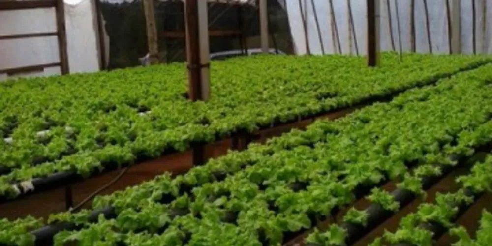 Imagem ilustrativa da imagem Carambeí incentiva cultivo de alface hidropônica