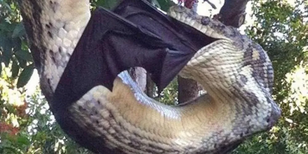 Imagem ilustrativa da imagem Casal flagra cobra enorme devorando morcego no quintal de casa