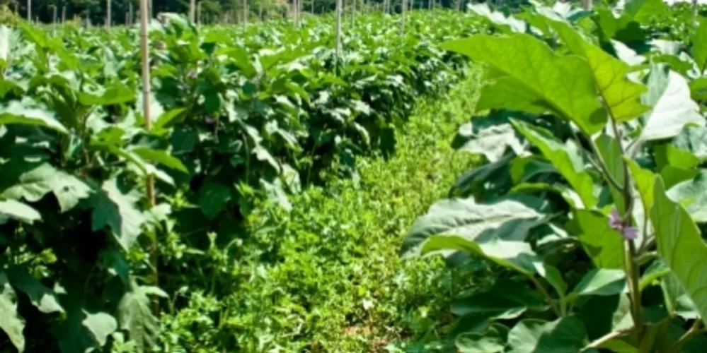 Imagem ilustrativa da imagem Castro recebe projeto que foca no uso correto de agroquímicos