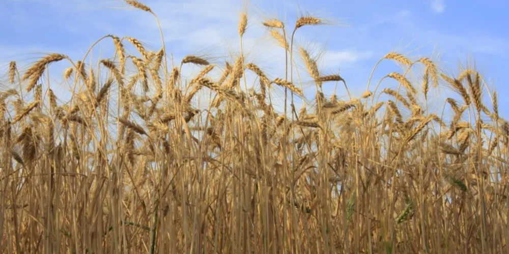 Imagem ilustrativa da imagem Agricultura mantém previsão de safra recorde de grãos
