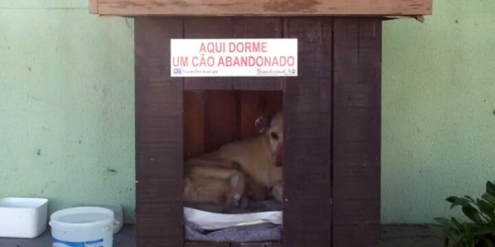 Imagem ilustrativa da imagem Ladrões roubam casas de cães de rua e causam revolta