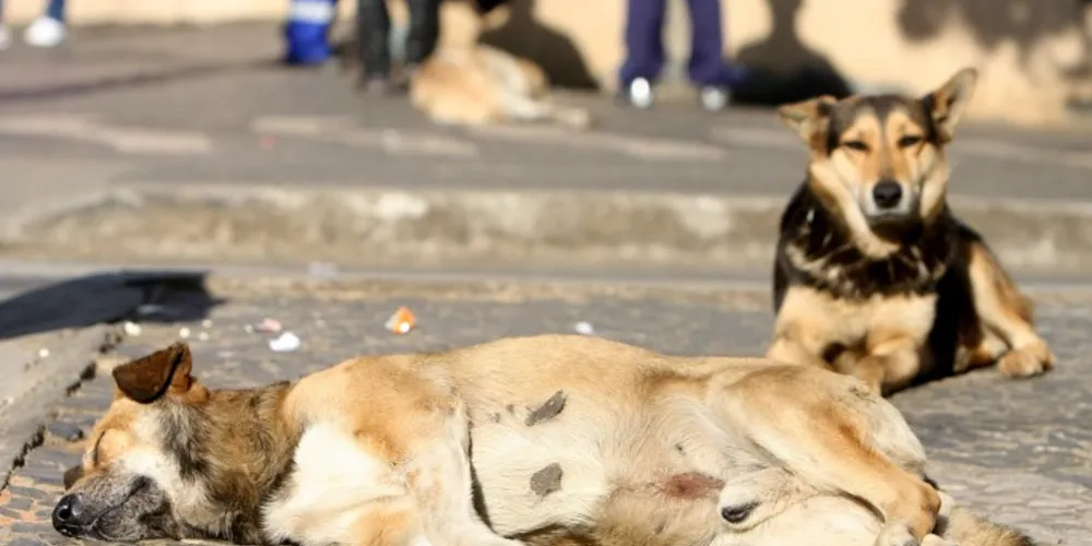 Imagem ilustrativa da imagem Cão morre e dona denuncia envenenamento