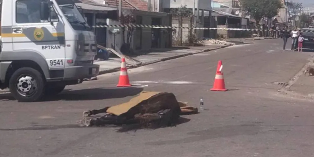 Imagem ilustrativa da imagem Garoto e cavalo são atropelados e animal morre em Curitiba