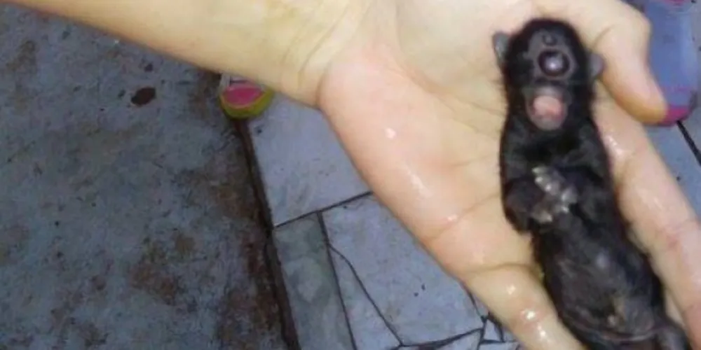 Imagem ilustrativa da imagem Gato nasce com chifre e apenas um olho no Paraná