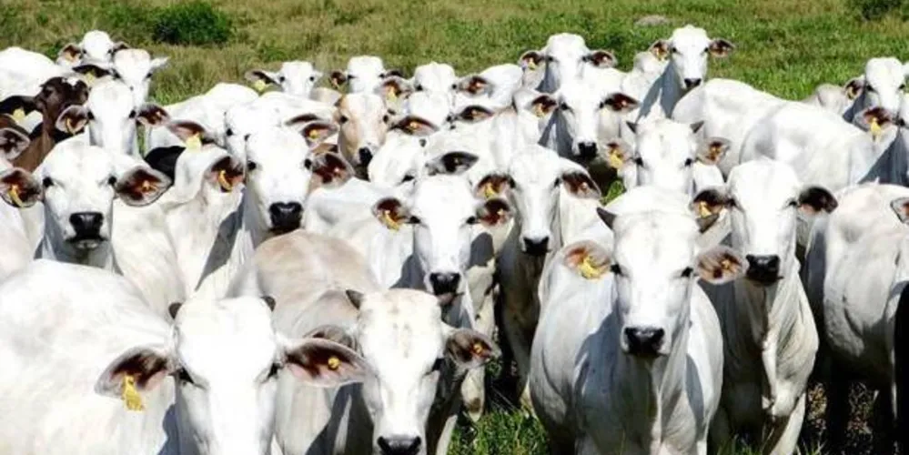 Imagem ilustrativa da imagem Prudentópolis recebe curso de inseminação artificial