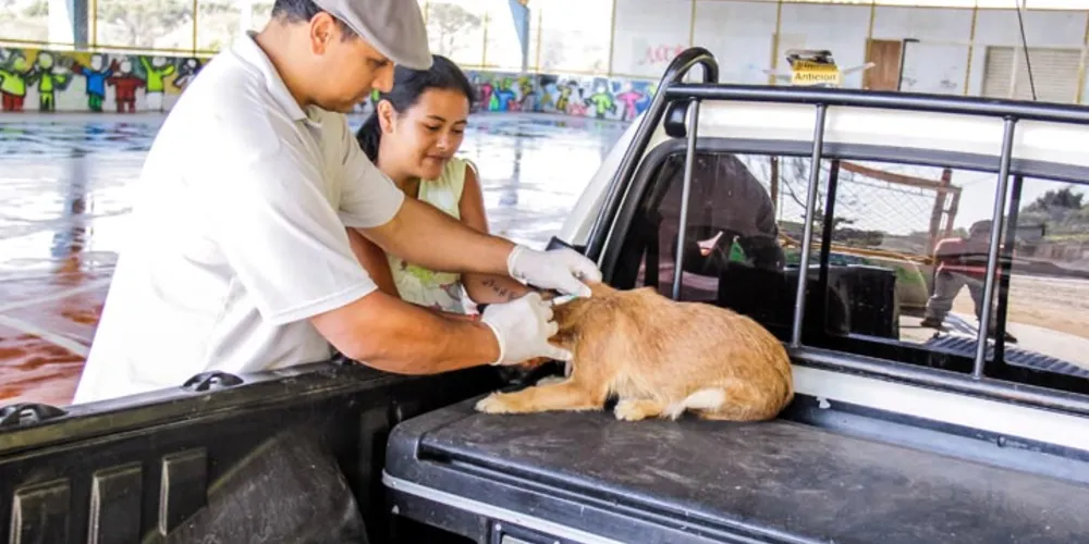 Imagem ilustrativa da imagem Campanha realiza vacinação de animais em Tibagi